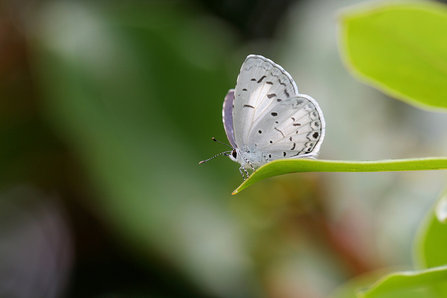 Acytolepsis puspa myla II