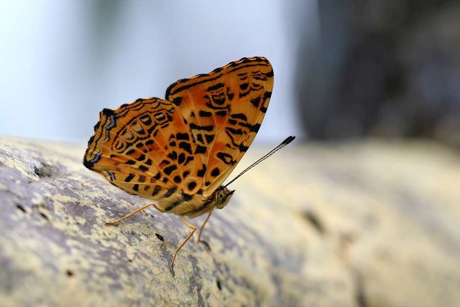 Symbrenthia hypselis scatinia