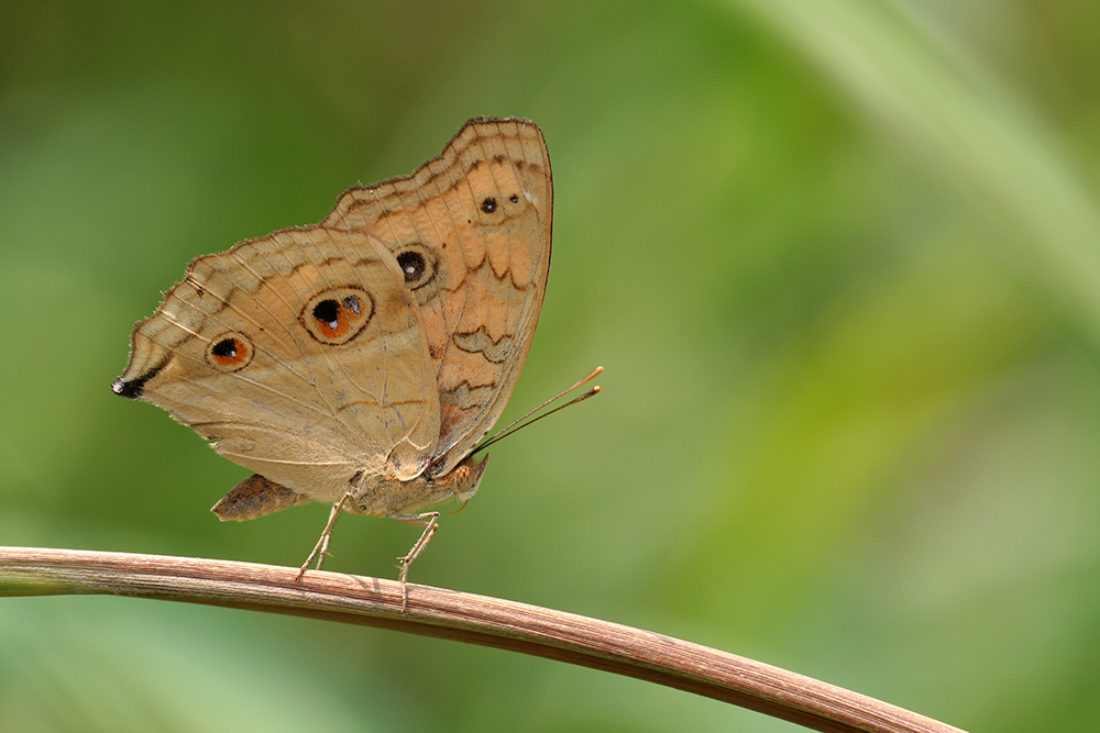 Junonia almana II