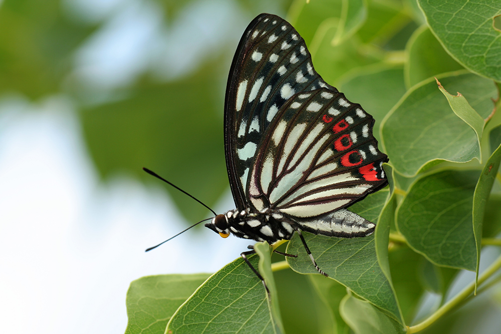 Hestina assimilis formosana II by fire on DeviantArt