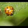 Ladybug