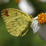 Eurema blanda arsakia II