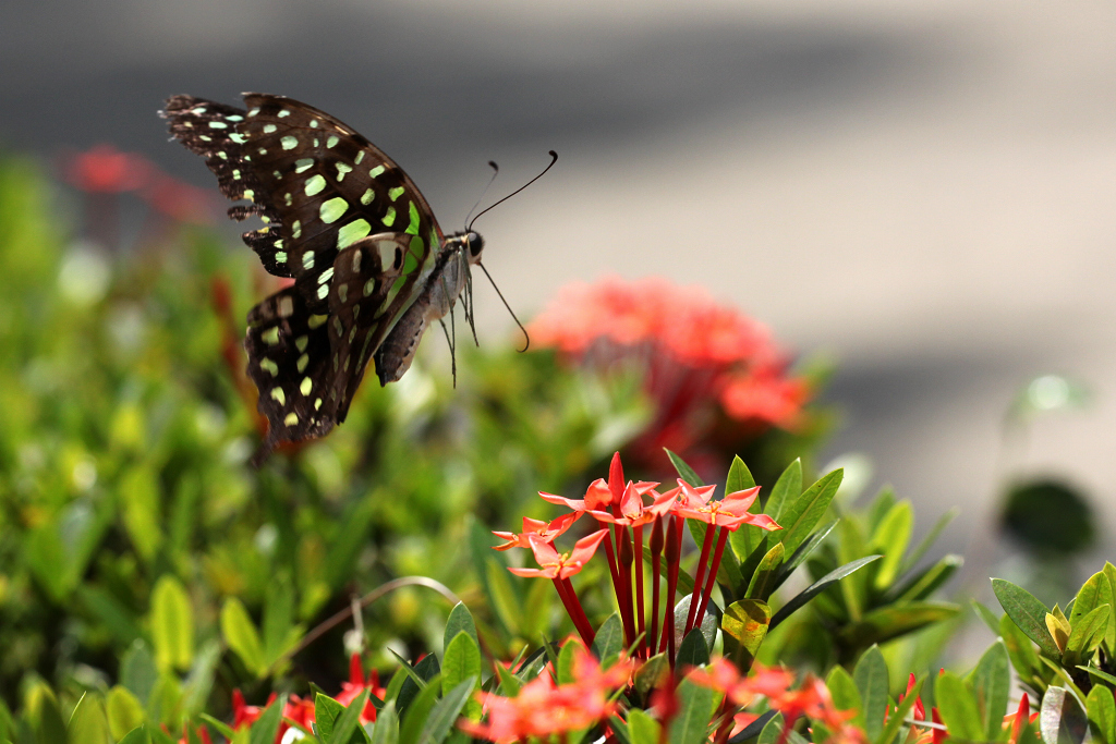 Graphium agamemnon