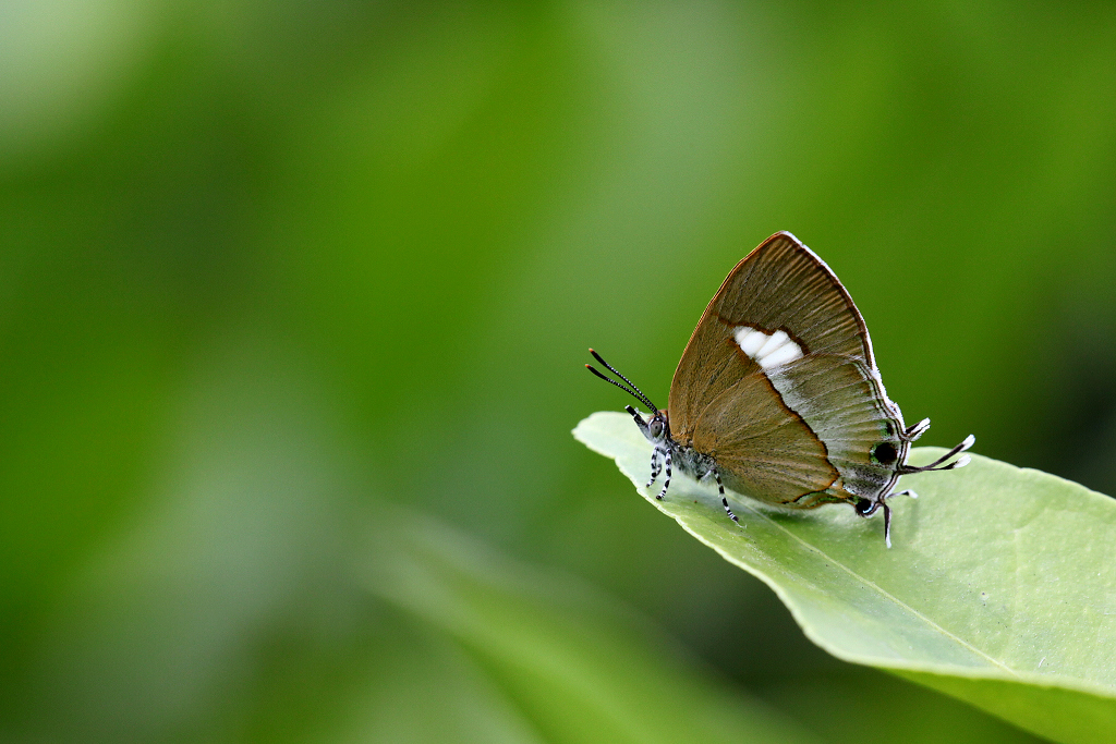 Horaga onyx moltrechti III