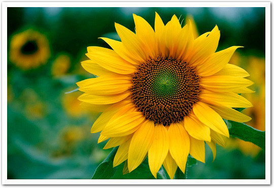 Sun Flower