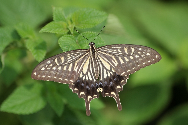 Papilio xuthus