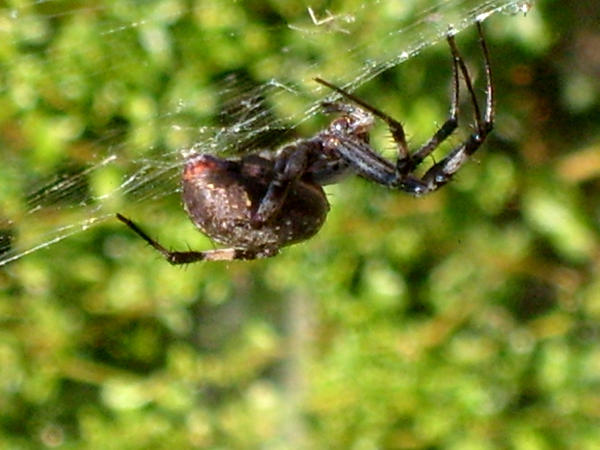 Arachnaphobia 2