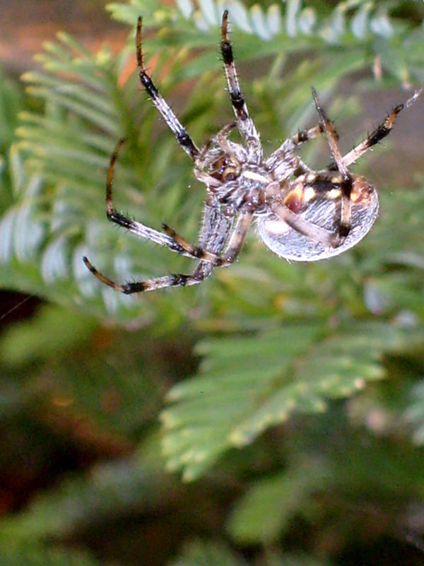 Deviantart Phahn Arachnaphobia 3 by phahn1986 on DeviantArt