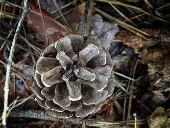 Pine cone