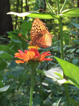 Butterfly garden in chester