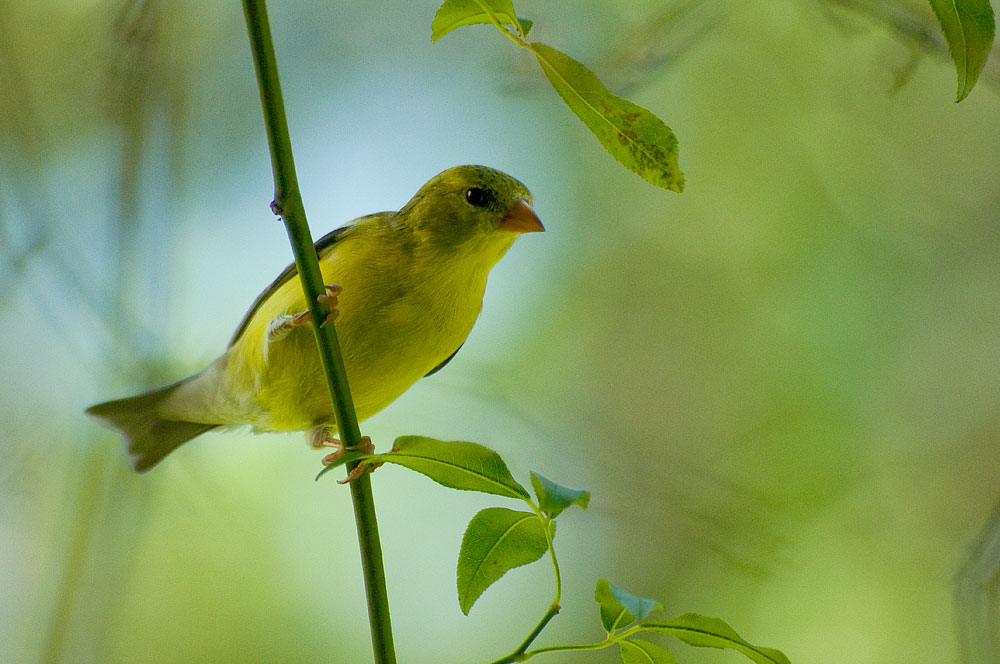 Goldfinch