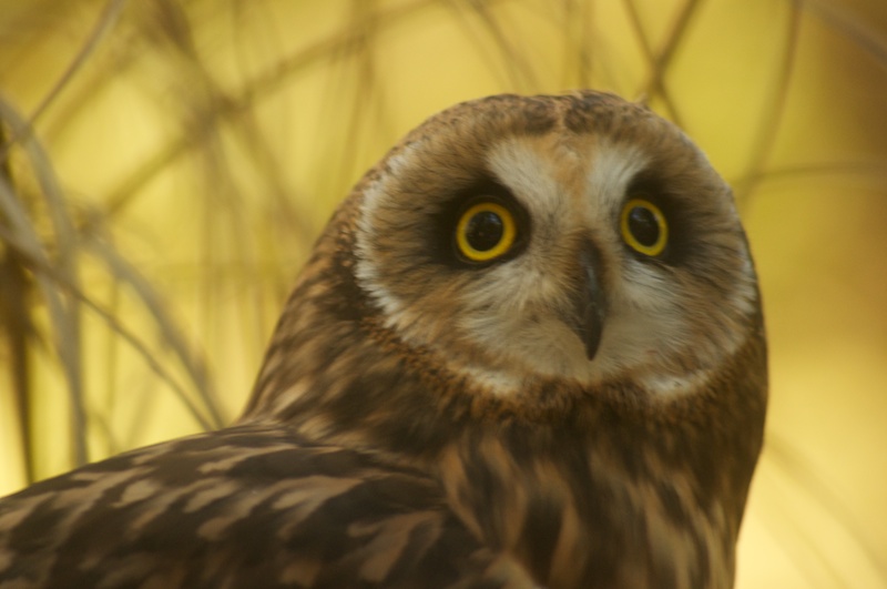 Short-Eared Owl