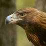 Golden Eagle