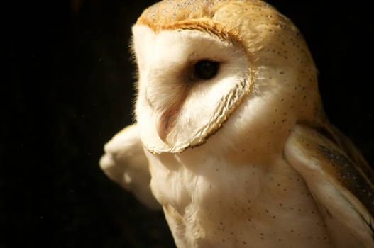 Surrey the Barn Owl