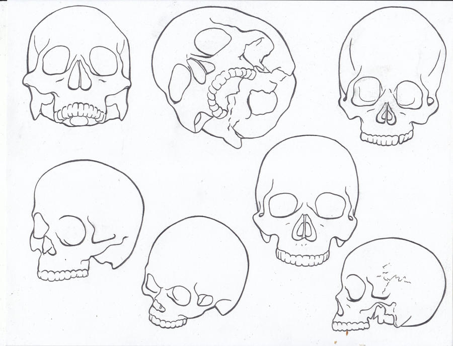 Line Drawing Skull Study by theAnnastazia on DeviantArt