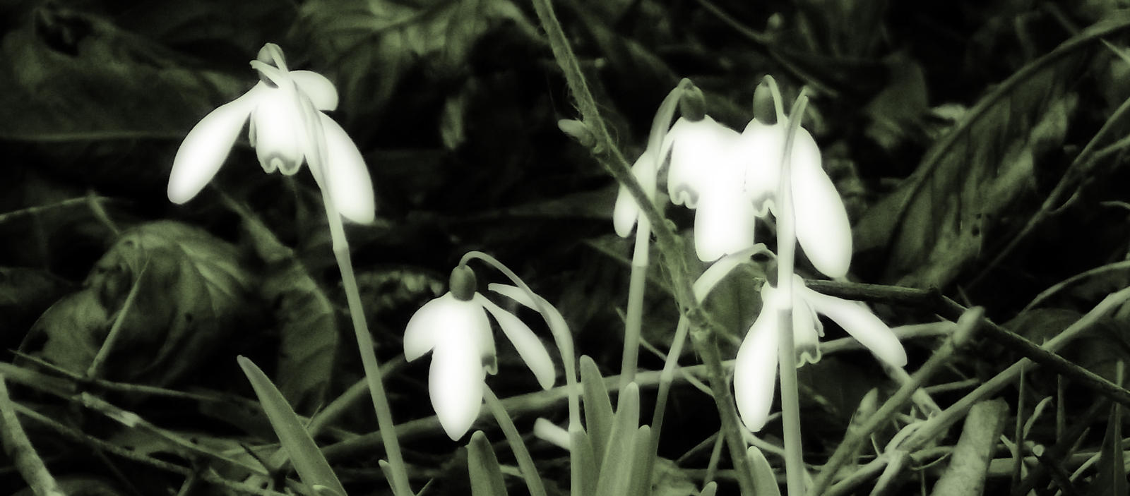 Snowdrops 2