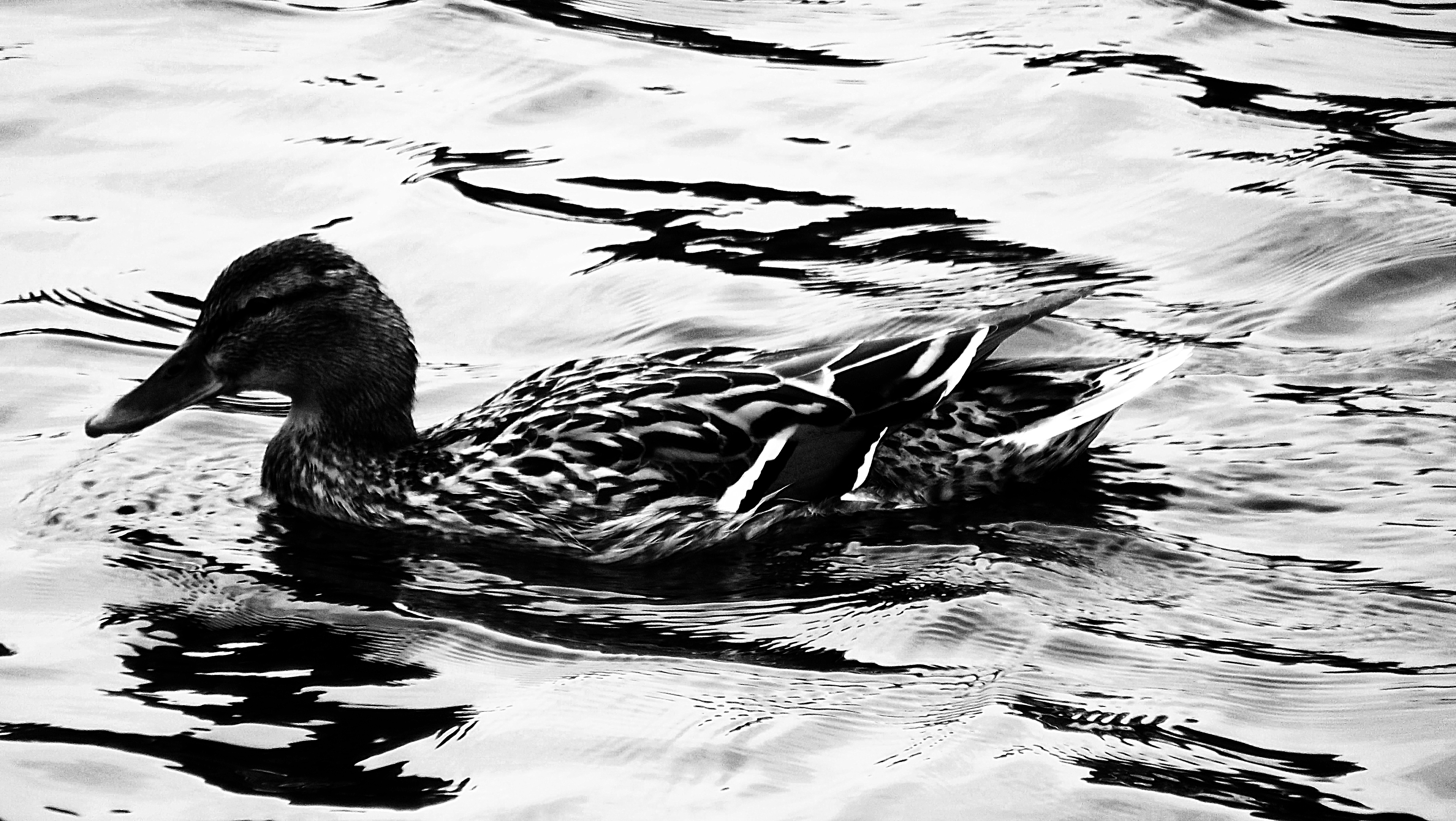 Mallard