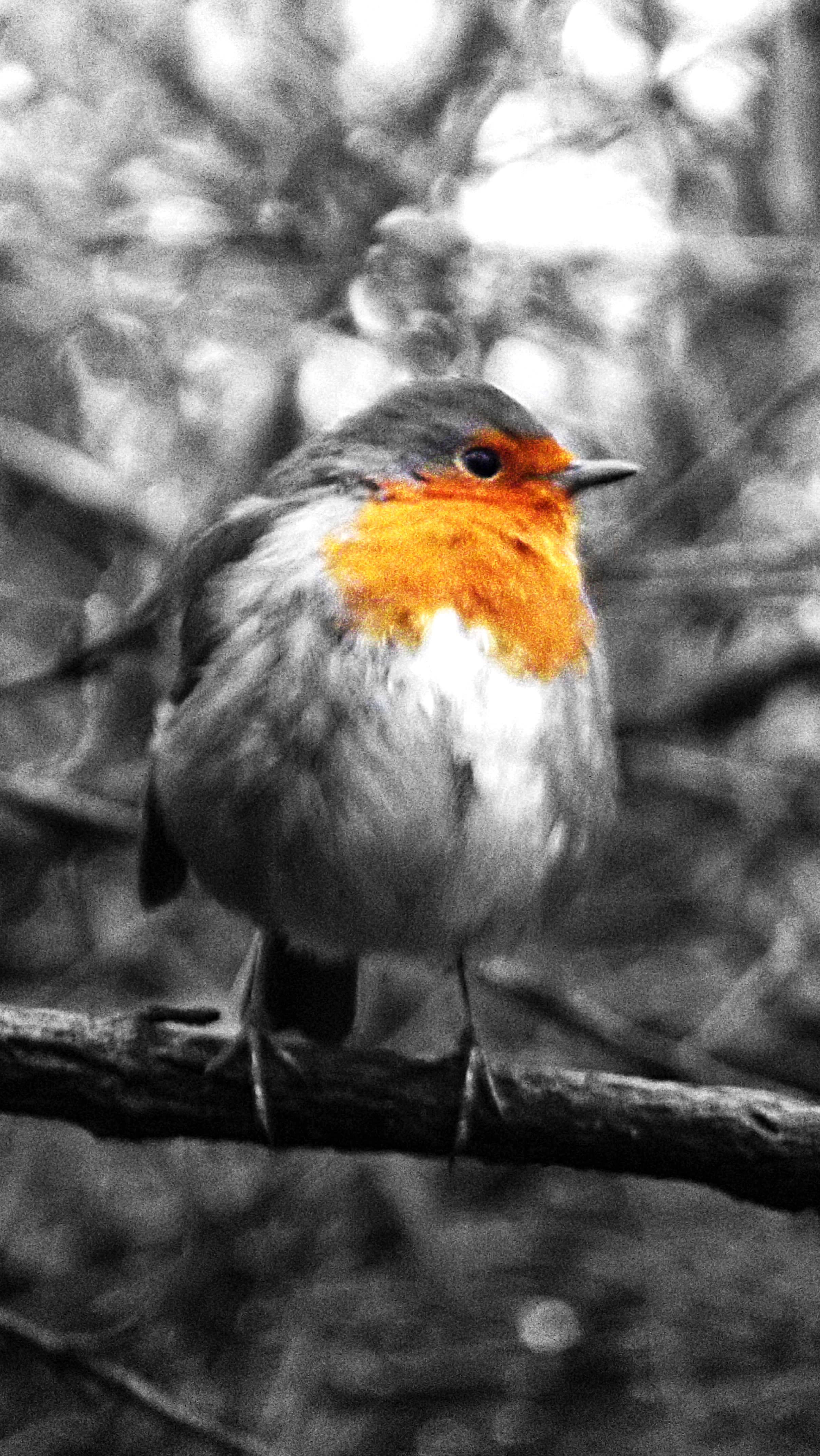 Redbreast