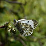 Female Orange Tip butterfly