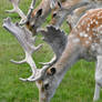 Bradgate Fallow Deer 2 29-07-2023