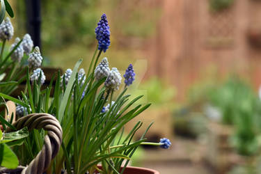 Grape Hyacinths 23032024