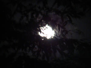 The moon between the leaves