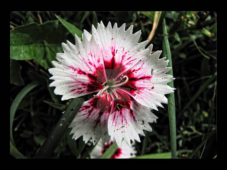 Dianthus