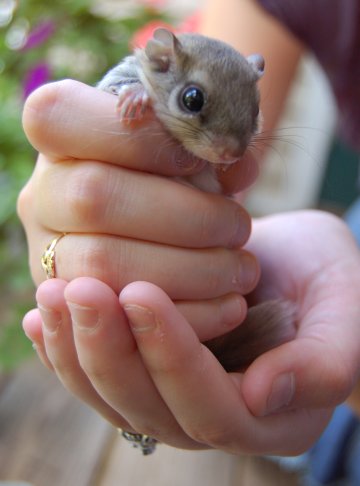 Steve The Flying Squirrel