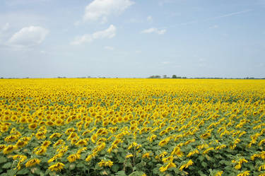 Sunflowers sea