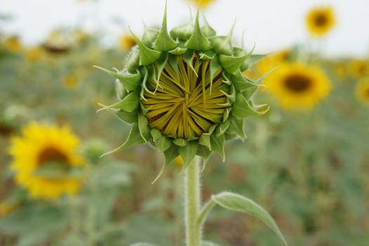 Girasol