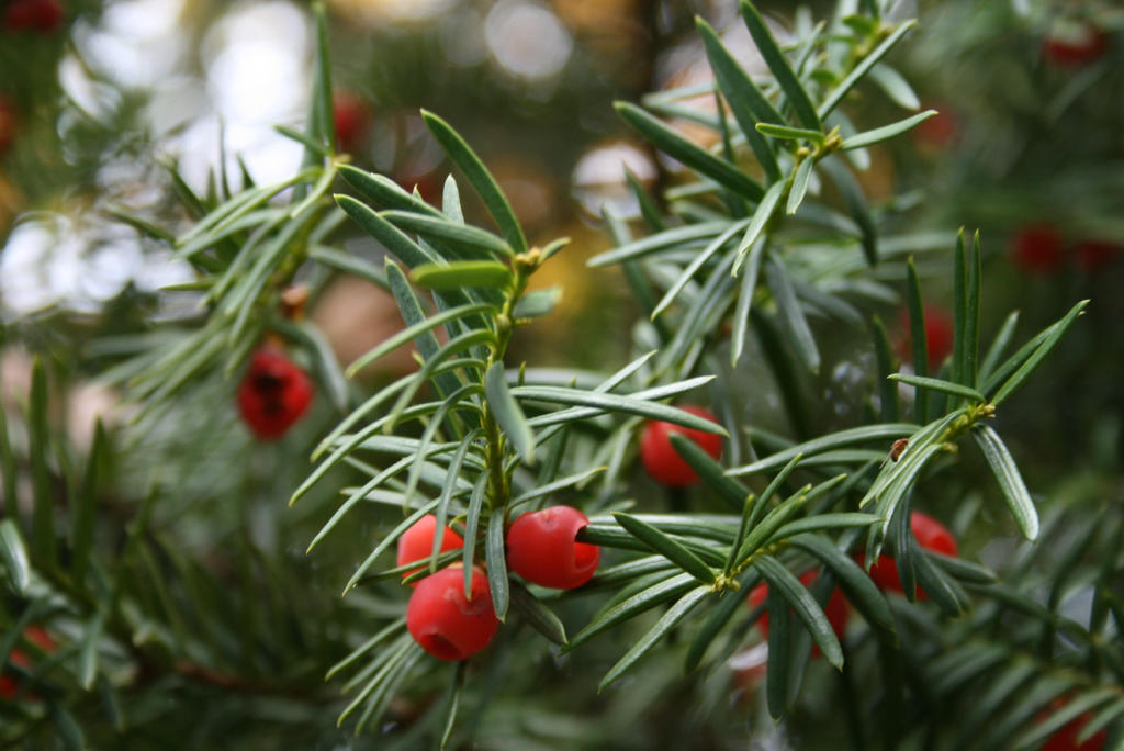 Christmas Berries