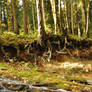 Forest BG 6