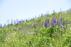 meadow 3