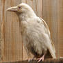 Rare white raven 2