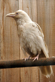 Rare white raven 2