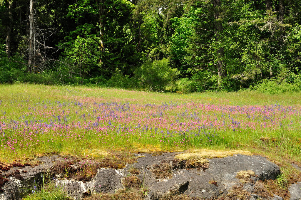 wildflower meadow 8