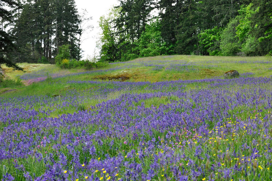wildflower meadow 9 by DarkBeforeDawn23