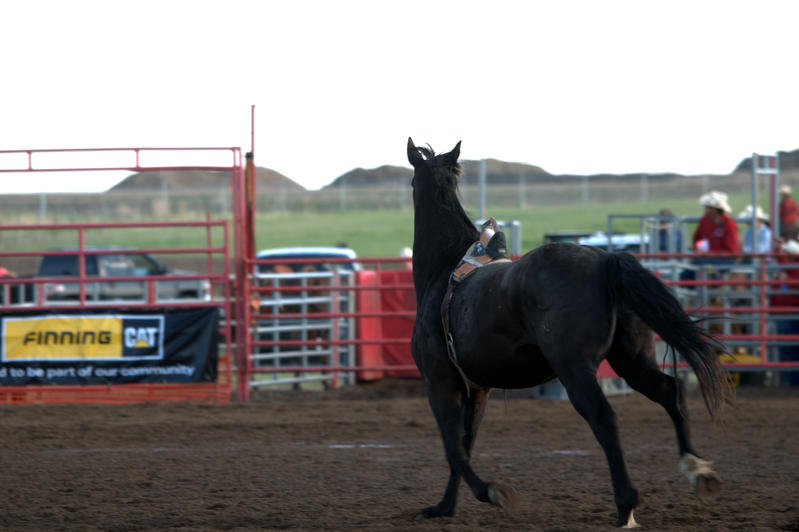 Rodeo Horse 6 by DarkBeforeDawn23 on DeviantArt