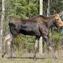 Moose 3