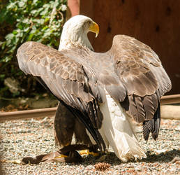 Raptor Center 4