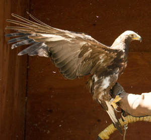 Raptor Center 12