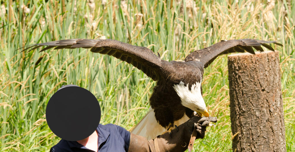 Raptor Center 29 by DarkBeforeDawn23 on DeviantArt