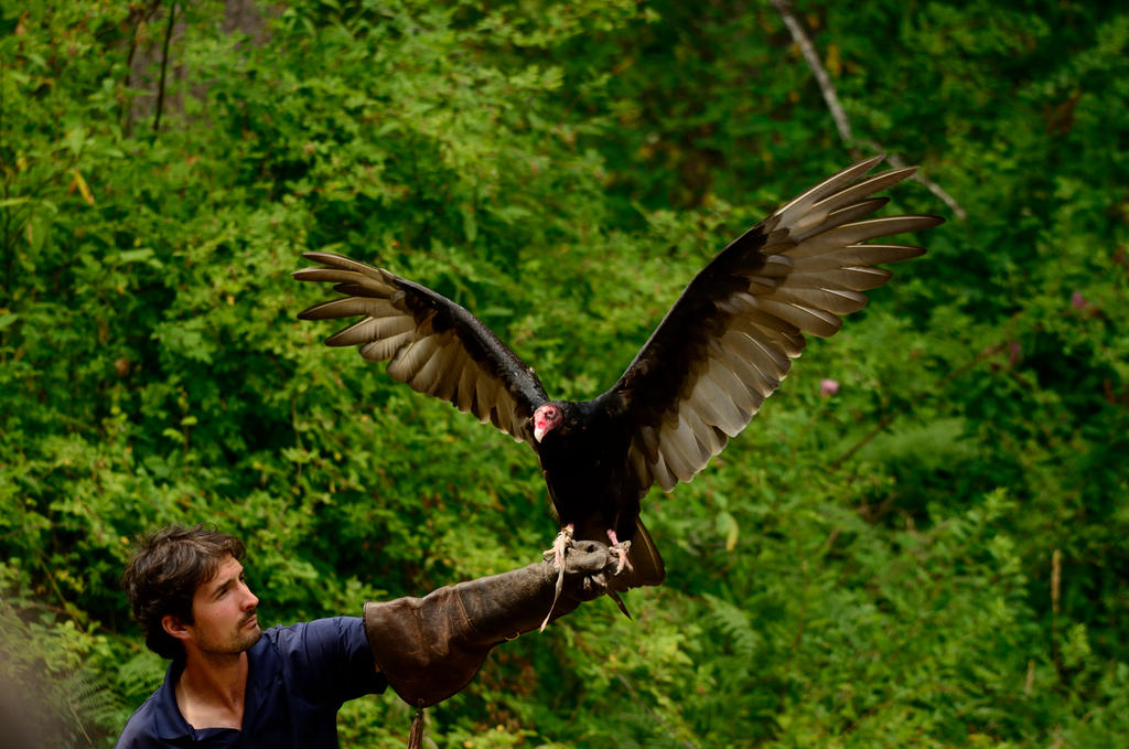 Raptor Center 117