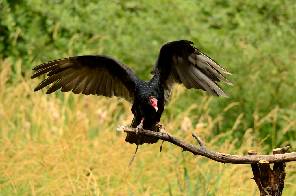 Raptor Center 110 by DarkBeforeDawn23 on DeviantArt