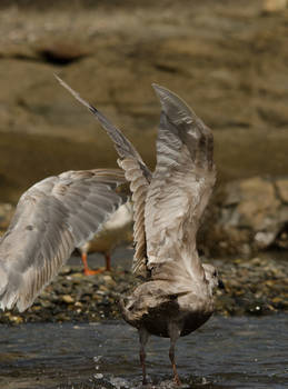 Seagull Wings 35