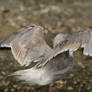 Seagull Wings 90