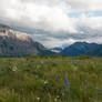 Alpine Meadow 6