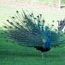 Mr Peacock 3