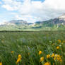 Alpine Meadow 9