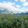 Alpine Meadow 10